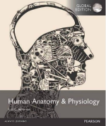 Human Anatomy & Physiology Global Edition Erin C. Amerman, ISBN-13: 978-0805382952